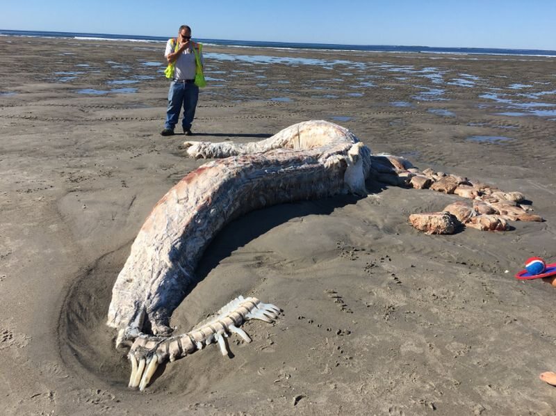 Zwierzę wyrzucone na plaży w Maine 