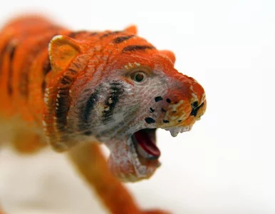 Miniatura: Brytyjska policja polowała na tygrysa....