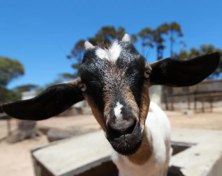 Miniatura: Sołtys zaopiekuje się niesforną kozą