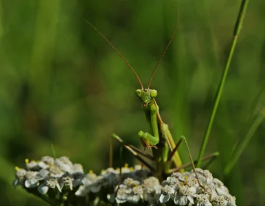 Miniatura: Nie chwytaj i nie zabijaj tego owada. Jest...
