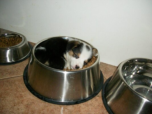 Miniatura: Te psy mogą zasnąć w każdym miejscu i...