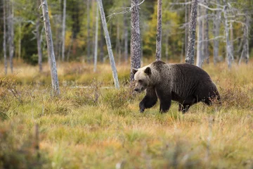 Niedźwiedź brunatny, zdjęcie ilustracyjne black bear near trees