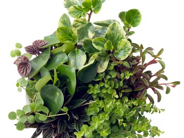 Peperomia &ndash; r&oacute;żne gtunki