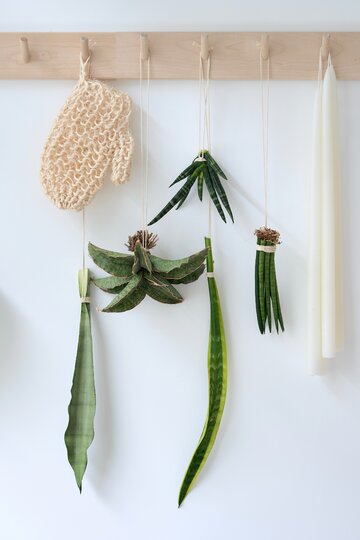 Sansevieria