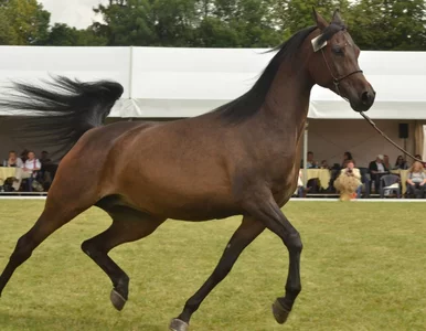Miniatura: Aukcja koni arabskich w Janowie Podlaskim...
