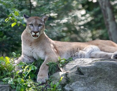 Miniatura: Puma rzuciła się na 11-latkę. Rodzina...