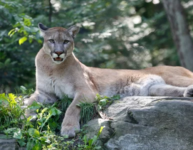 Miniatura: Puma rzuciła się na 11-latkę. Rodzina...