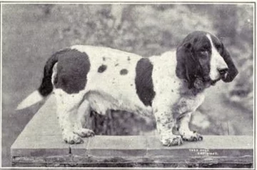 Basset 