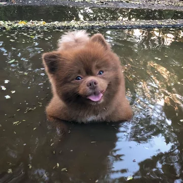 Pomeranian Bertie 