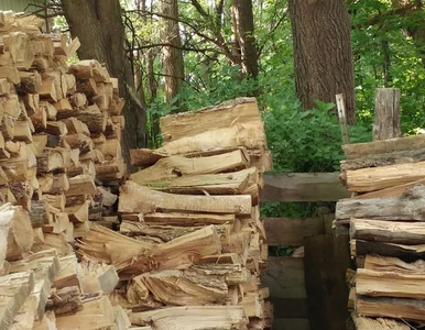 Miniatura: Kot-kameleon sztukę kamuflażu opanował do...