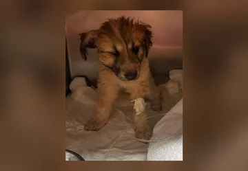 Suczka Latte porwana przez sowę 