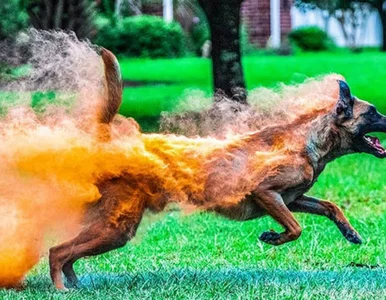 Miniatura: Photoshop? Nie tym razem! Niewiarygodne...