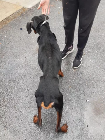 Pies, który trafił pod opiekę ISPCA 