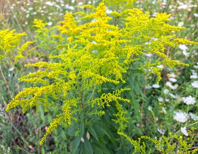 Miniatura: Ogrodnicy ją uwielbiają! Nawozi glebę,...