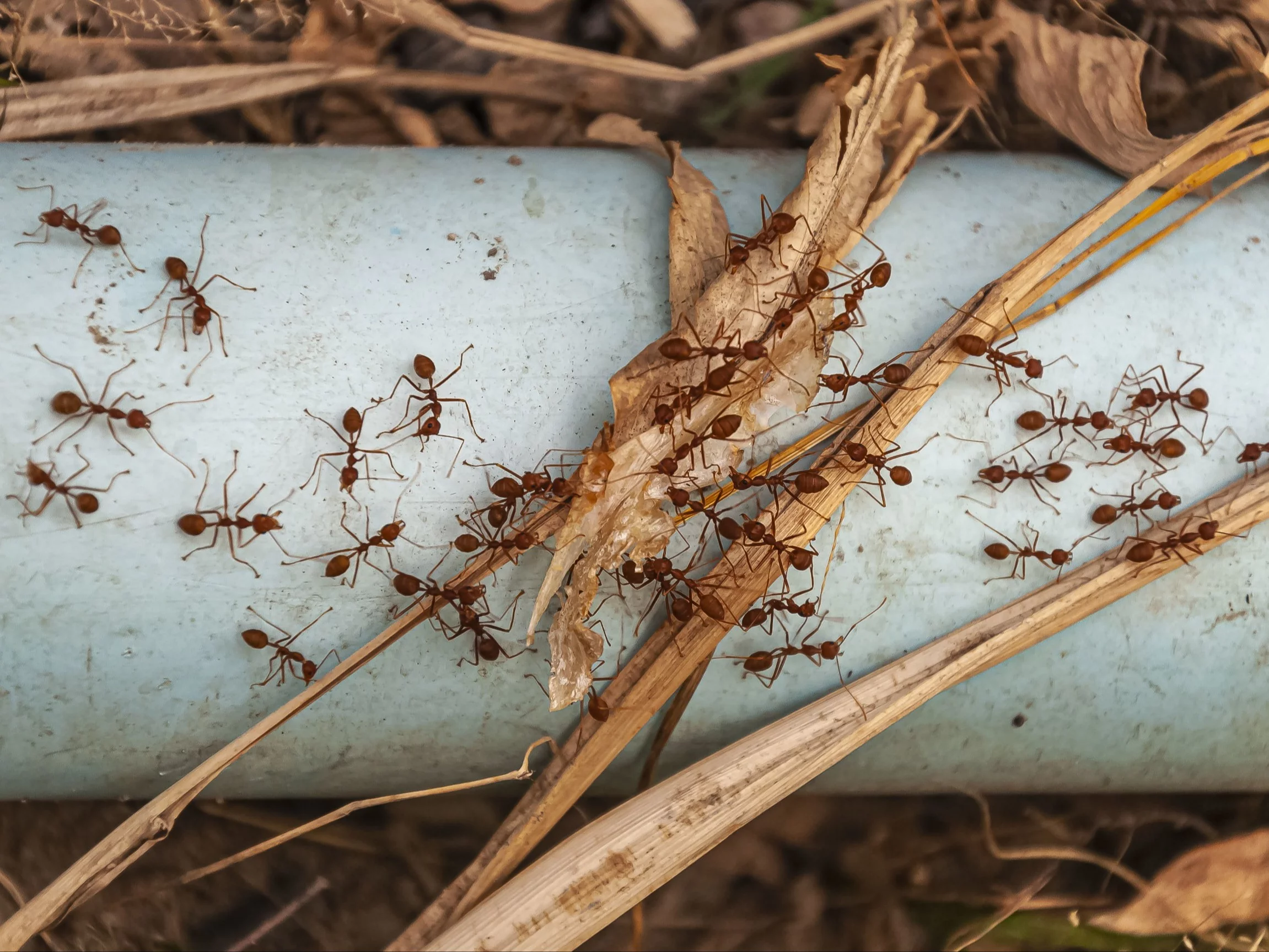 QUIZ ortograficzny dla bystrzaków. Piąte pytanie to killer!