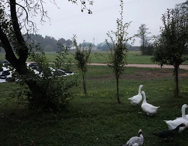 Miniatura: Politycy chcą budować, inwestorzy...