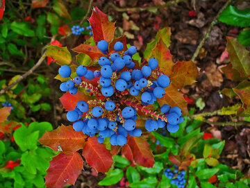 Mahonia pospolita
