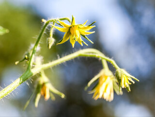 Kwiaty pomidora