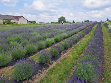 Lawendowa Siwianka, plantacja lawendy pod Warszawą 