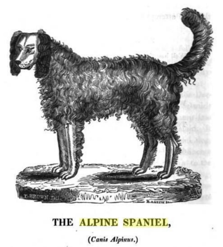 26. Alpine Spaniel Psy wykorzystywane w ratownictwie górskim. Miały długą, kręconą sierść. Rasa wyginęła w latach 30. XIX wieku.