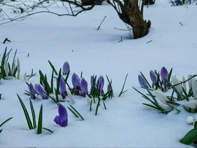 Miniatura: Długoterminowa prognoza dla Polski. Mróz i...