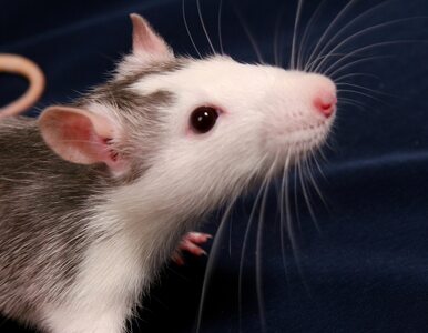 Miniatura: Szczury mogą porozumiewać się...