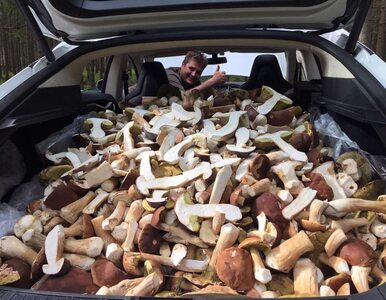 Miniatura: Jednego dnia zebrał 207 kg grzybów....