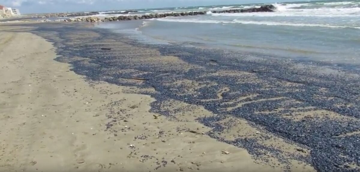 Velella 