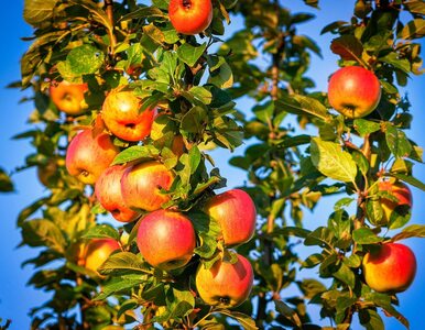 Miniatura: Dziś Światowy Dzień Jabłka! Dlaczego warto...
