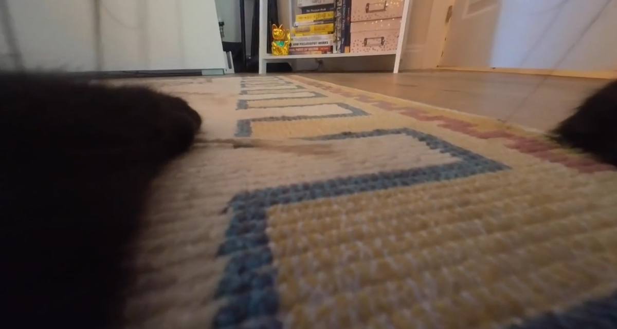 Widok z kamery noszonej przez kota Ralpha 