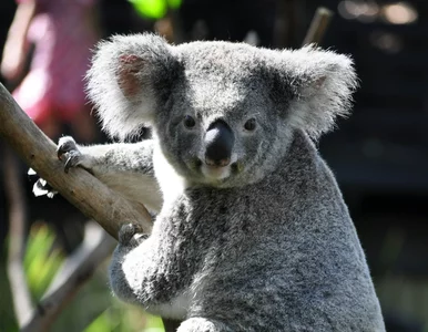 Miniatura: Fakt czy mit? 7/10 osób nie zdobywa...