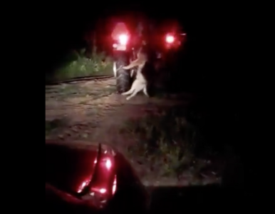 Miniatura: Jechał traktorem, z tyłu wisiał pies....