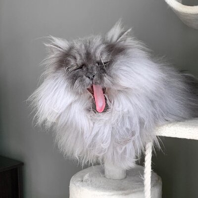 Miniatura: Nowa gwiazda mediów społecznościowych....