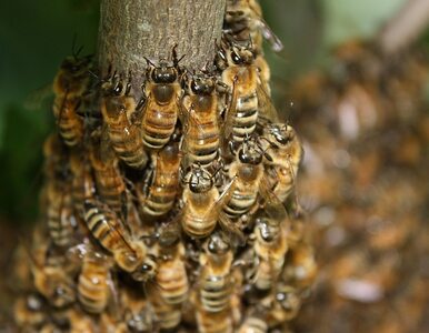 Miniatura: Pszczoły zablokowały ruch tramwajowy
