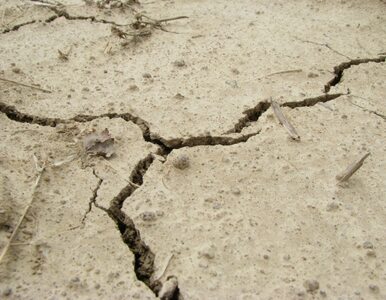 Miniatura: Trzęsienie ziemi nawiedziło Algierię. Są...