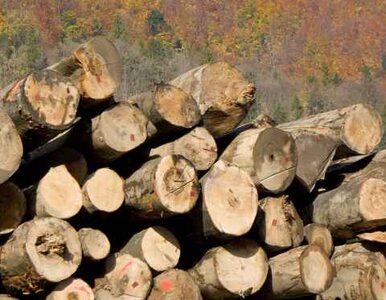 Miniatura: Polacy kupują polskie drewno