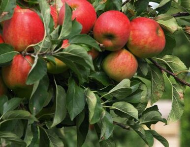 Miniatura: Rosjanie uzależnieni od polskich jabłek