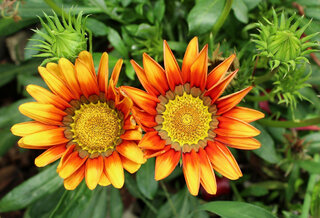 Gazania
