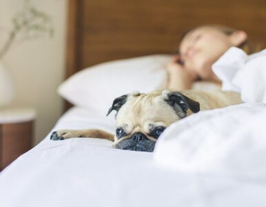 Miniatura: Spanie z psem to korzyści i zagrożenia....