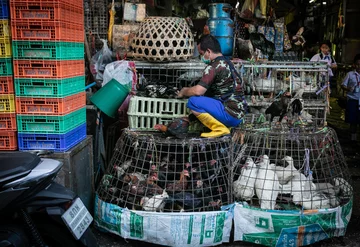 Targ żywych zwierząt Chatuchak w Tajlandii 