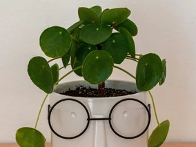 Miniatura: Pokrój, zalej i podlej. Pieniążek...