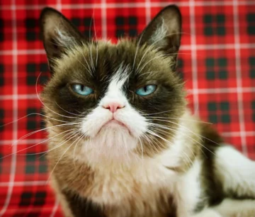 Grumpy Cat 