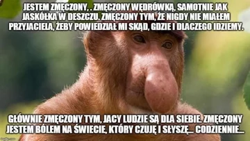 Smutny mem z nosaczem 