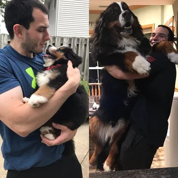 Właściciele pokazują jak urosły ich zwierzęta 