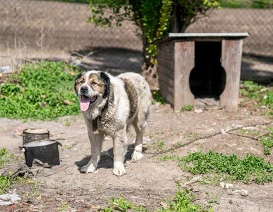 Miniatura: Walczą o prawa zwierząt, chcą zmian. Ich...