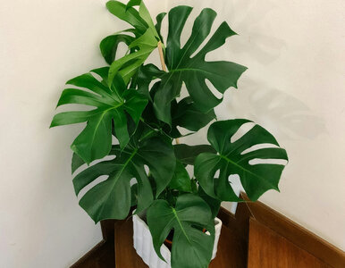 Miniatura: Wsyp jedną łyżeczkę, a monstera...