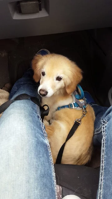 Retriever plus beagle plus pomeranian 