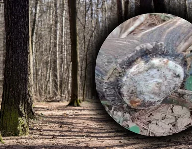 Miniatura: Wiosenny znak z głębi lasu. Leśnicy...