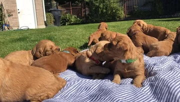 Psy rasy Golden Retriever 