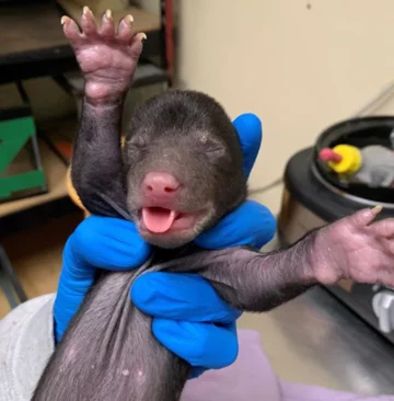 Uratowany niedźwiadek 